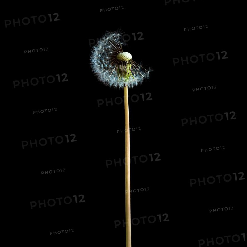 Dandelion flower