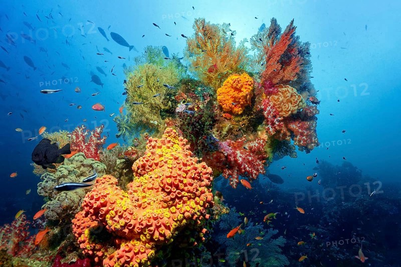 Multicoloured coral block rising on coral reef with various multicoloured floral animals