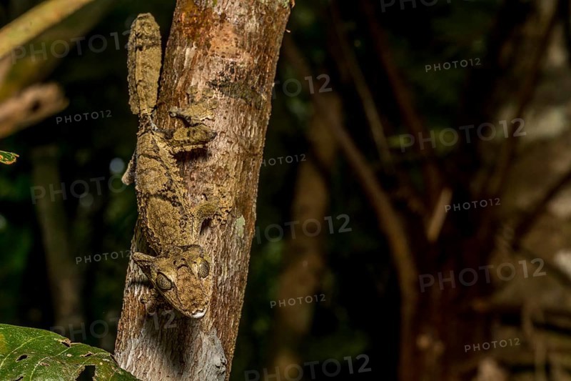 Giant flat-tailed gecko