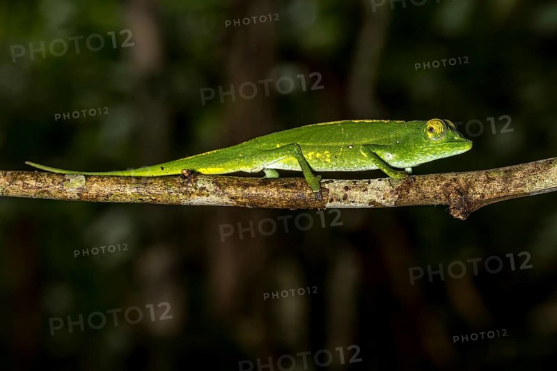Marojejy chameleon