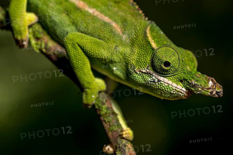 Petters petter's chameleon