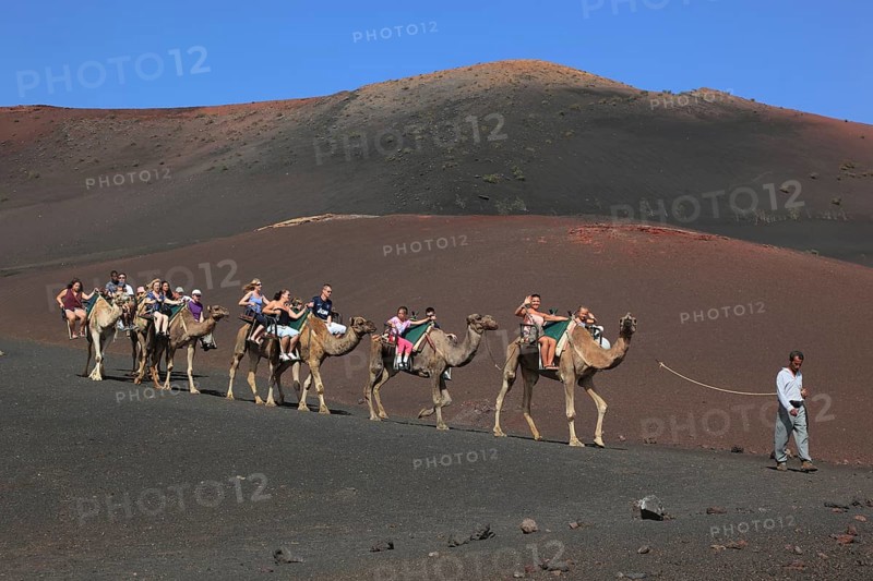 Dromedary Riding for Tourists in Timanfaya National Park