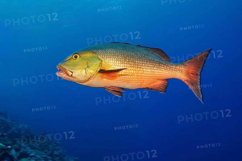 Red snapper