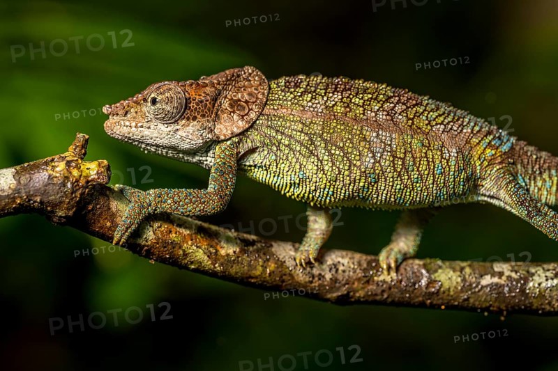 Cryptic chameleon