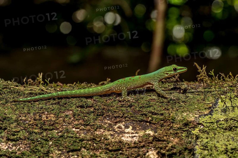 Day gecko