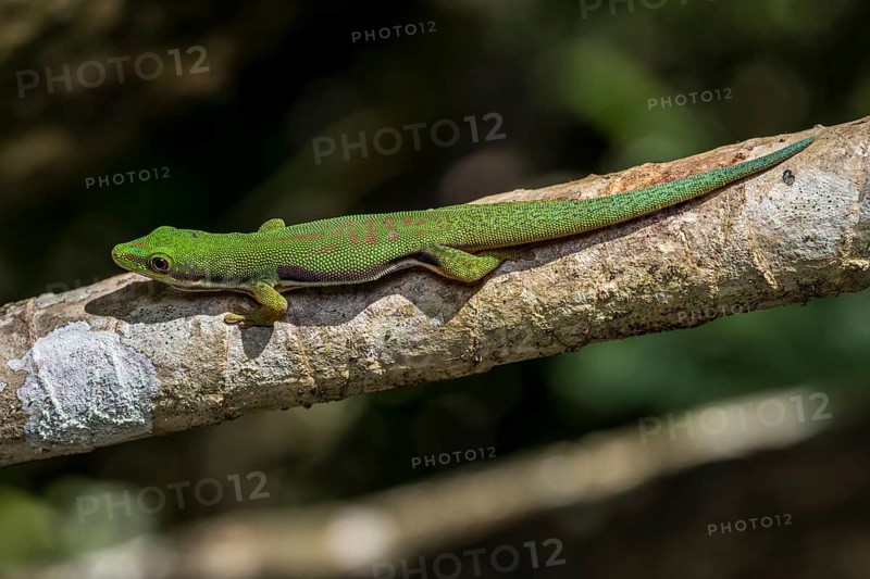 Striped day gecko