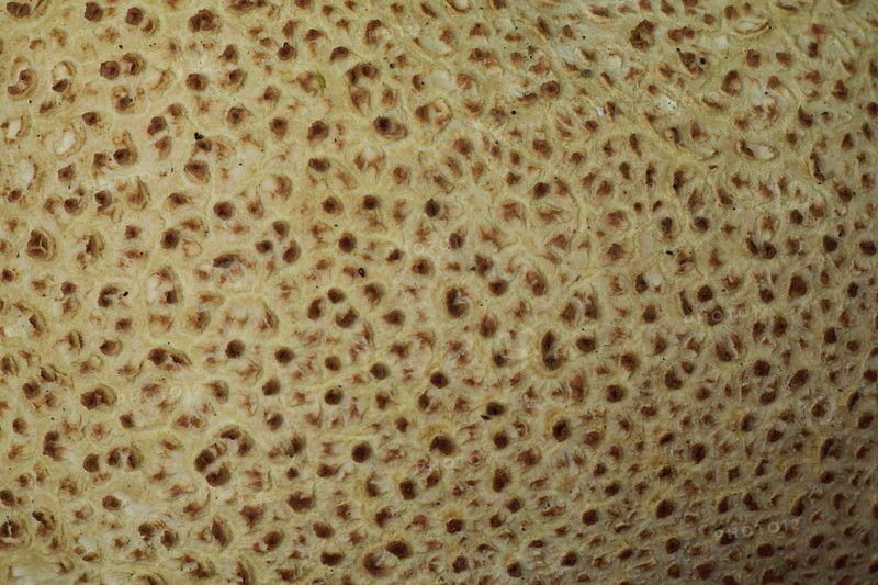 Detail of thin-shelled potato bovist
