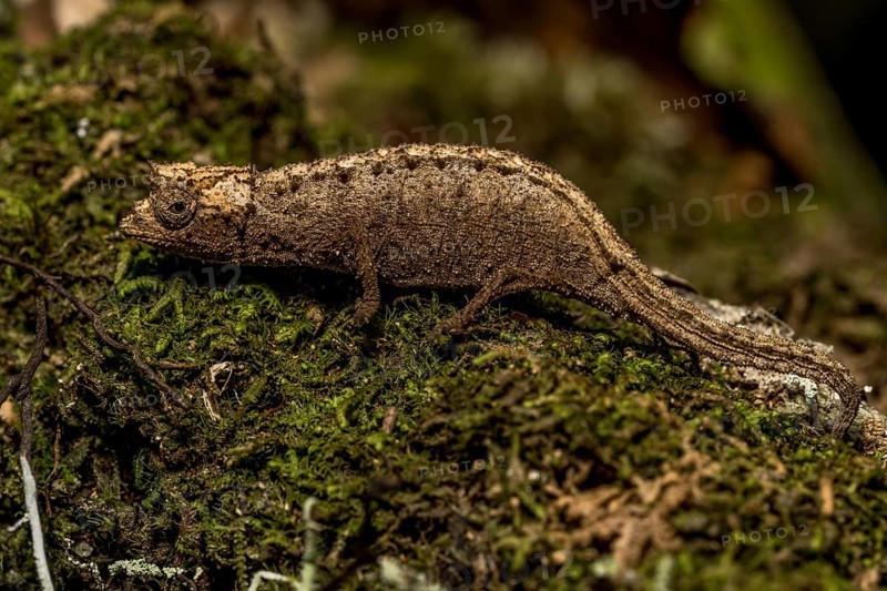 Earth chameleon