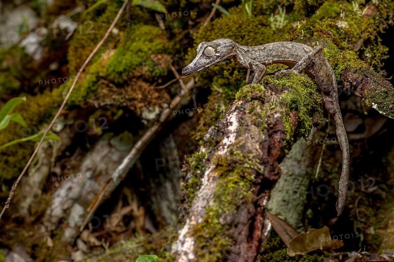 Giant leaf-tailed gecko