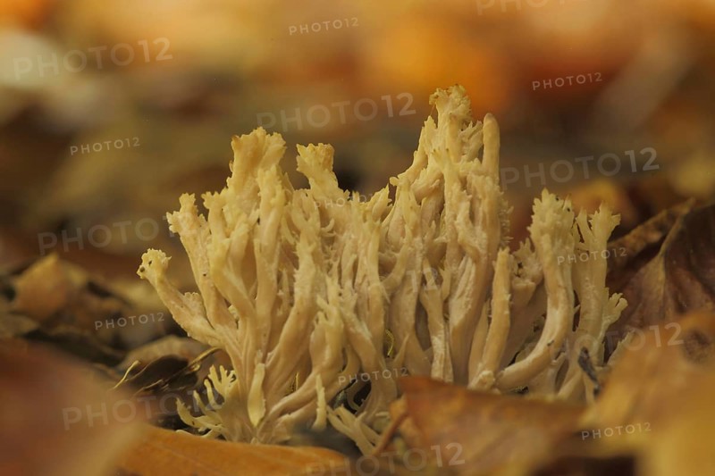 Rich yellow coral
