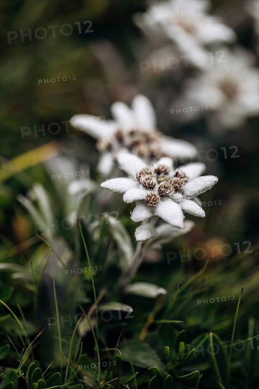 Alpine edelweiss
