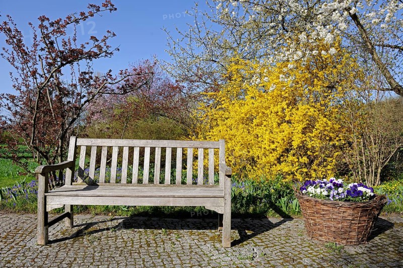 Garden bench in the morning in spring in front of forsythia bush