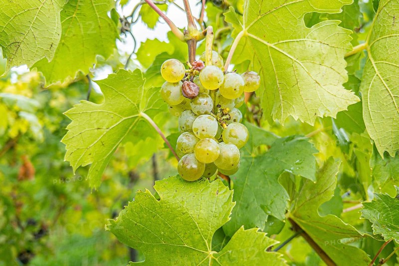 Tpy Auxerrois vine of the Domaine Ruppert vineyard on the Stromberg above the Moselle valley and the village of Schengen