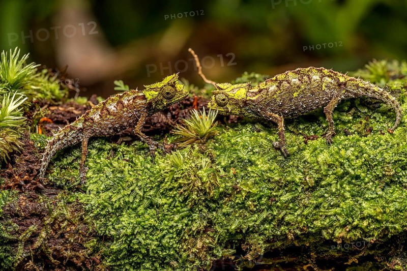 Variegated Earth Chameleon