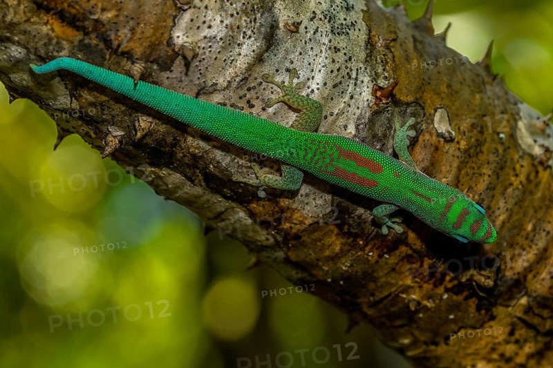 Roesler's day gecko