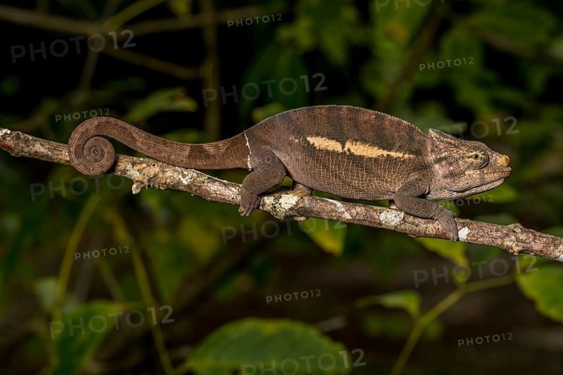 Amber Mountain amber chamaeleon