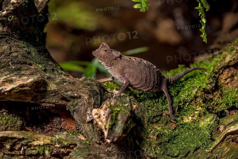 Antakarana ground chameleon