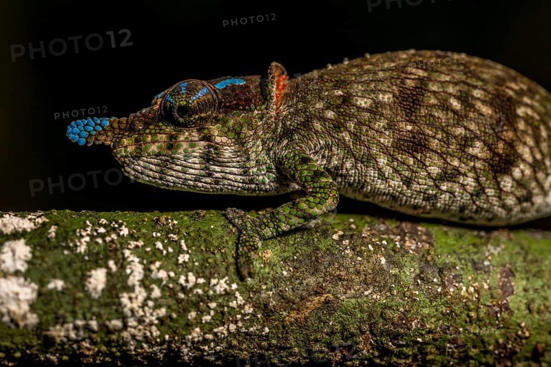 Blue-nosed Chameleon