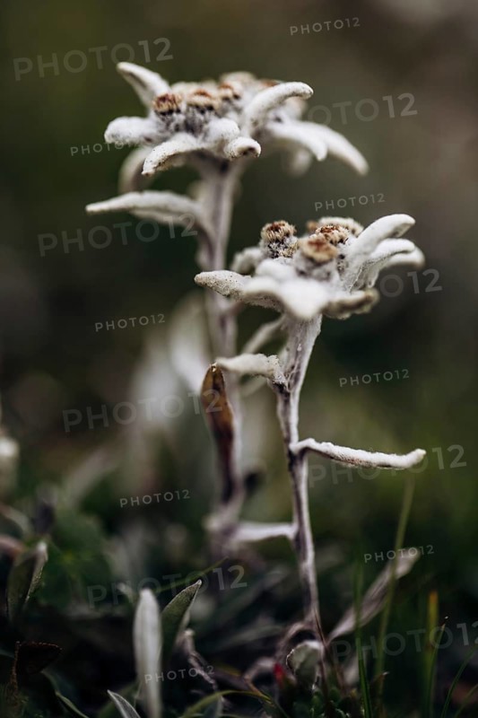 Alpine edelweiss
