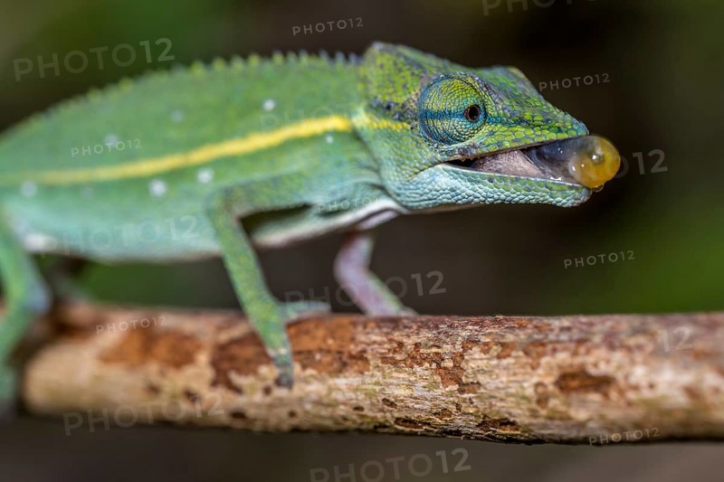 (Calumma guillaumeti), Marojejy National Park, Madagascar, Africa