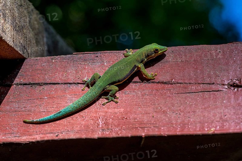 Striped day gecko