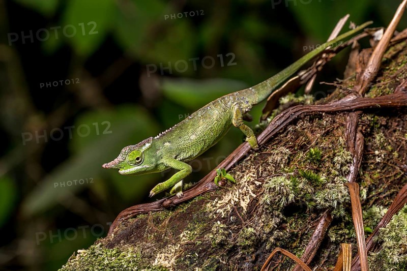 Will's two-horned chameleon