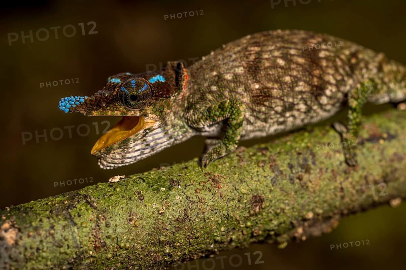 Blue-nosed Chameleon