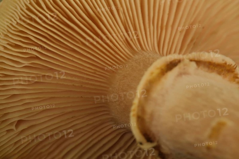 Lamellae of honey yellow Hallimasch