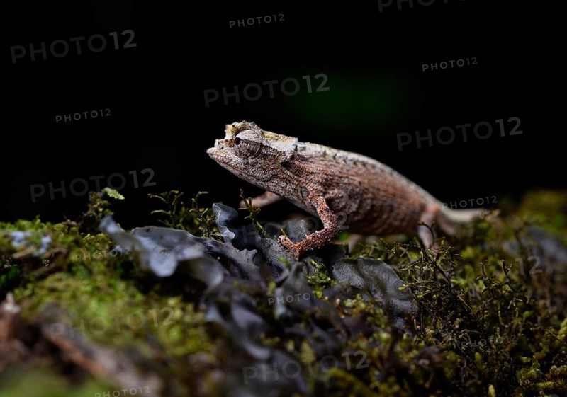 An earth chameleon