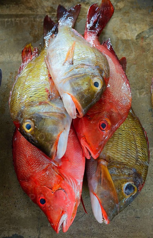 Freshly caught fish for sale