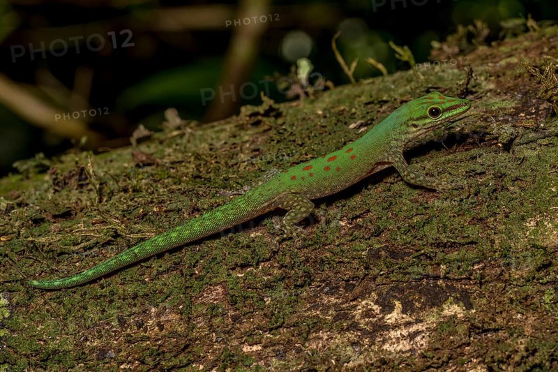 Day gecko