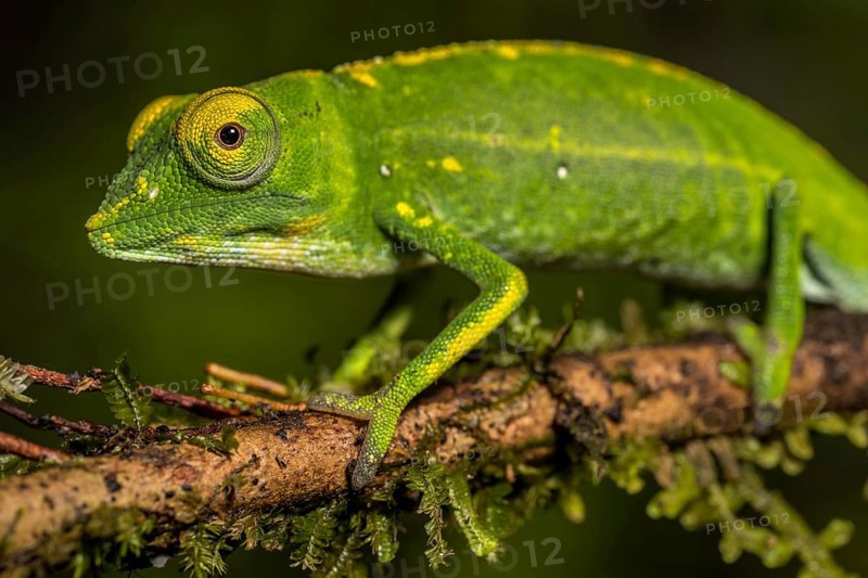 Marojejy chameleon