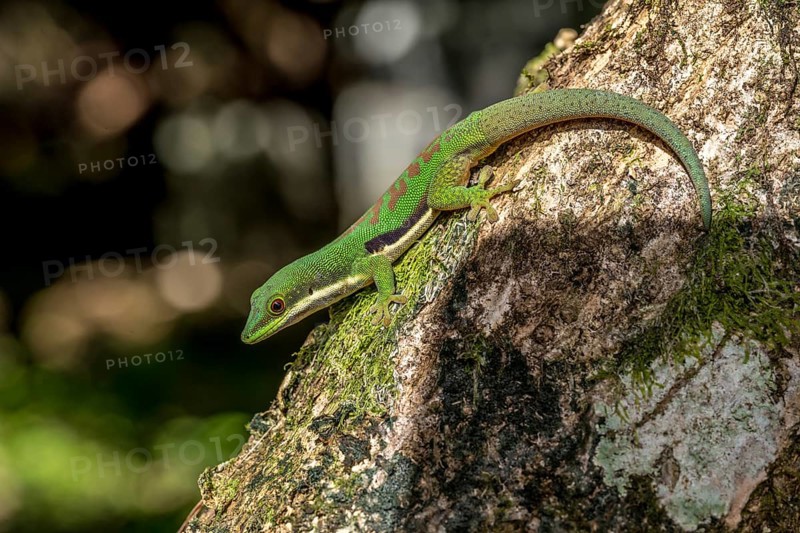 Striped day gecko