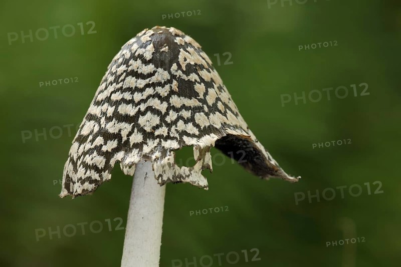 Cap of coprinopsis picacea