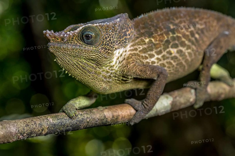 Malthes elephant-eared chameleon