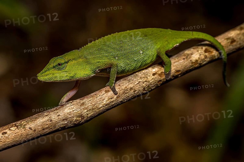 (Calumma guillaumeti), Marojejy National Park, Madagascar, Africa