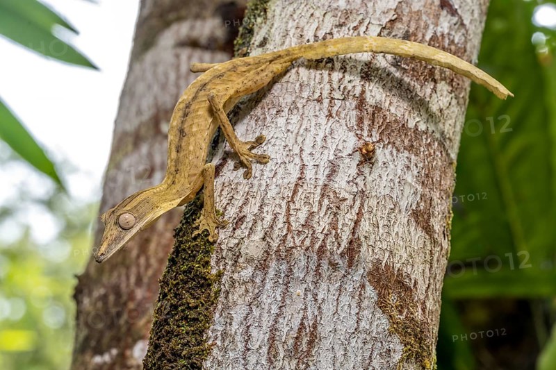 Striped lined leaf-tailed gecko