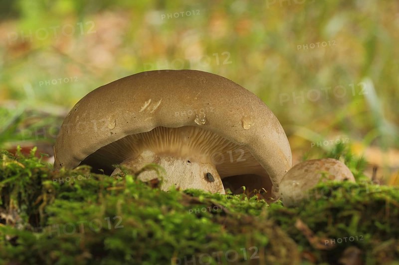 Lady's bolete