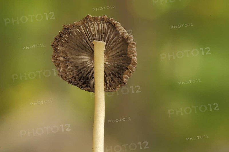 Grey-leaved Tintling
