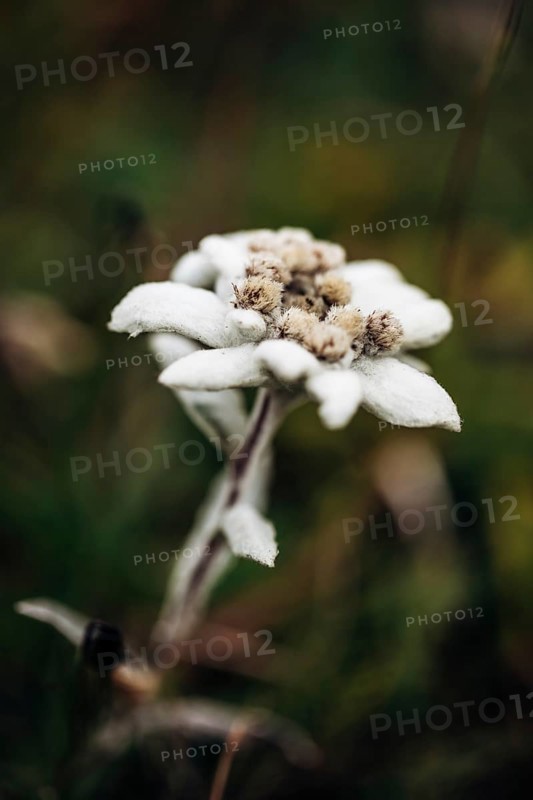 Alpine edelweiss