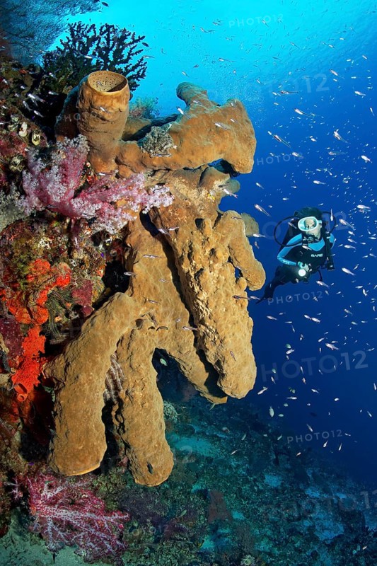 Diver looking at large brown sponge