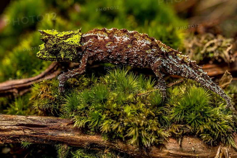 Variegated Earth Chameleon