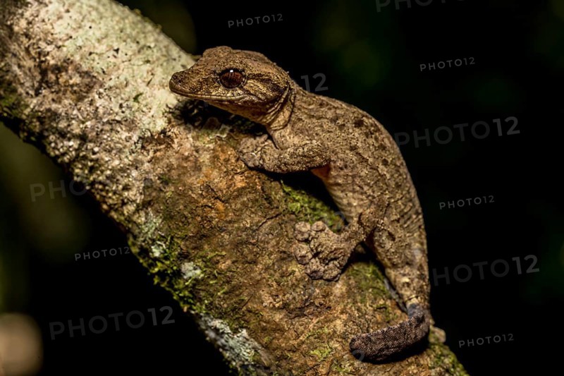 Flat-tailed gecko