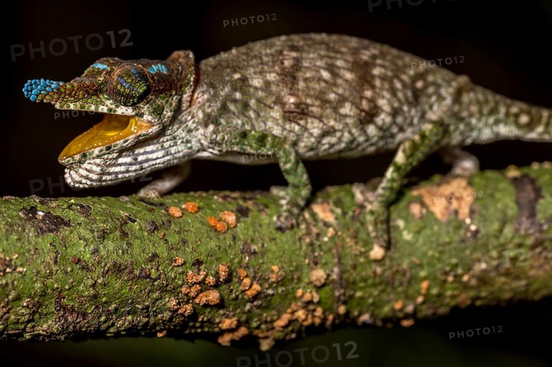 Blue-nosed Chameleon