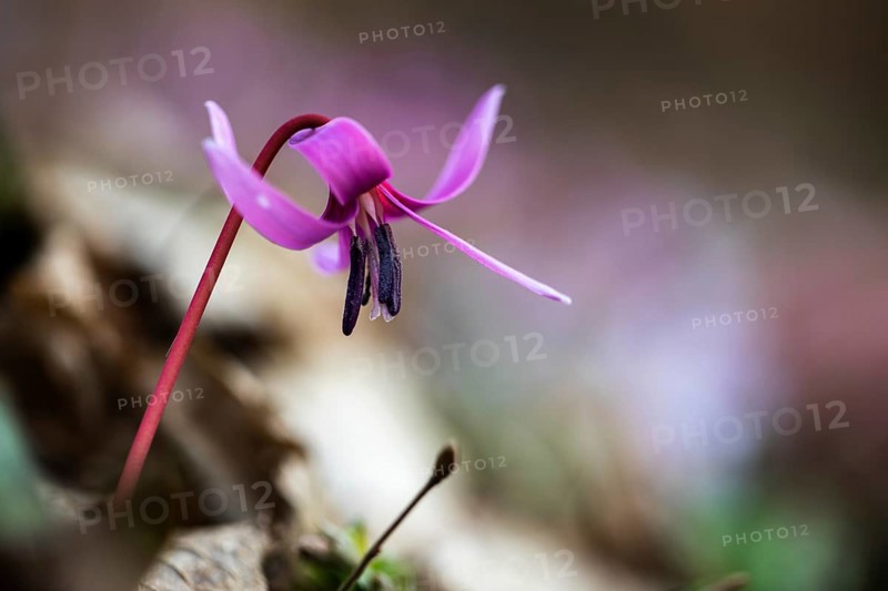 Flowering dog's tooth violet