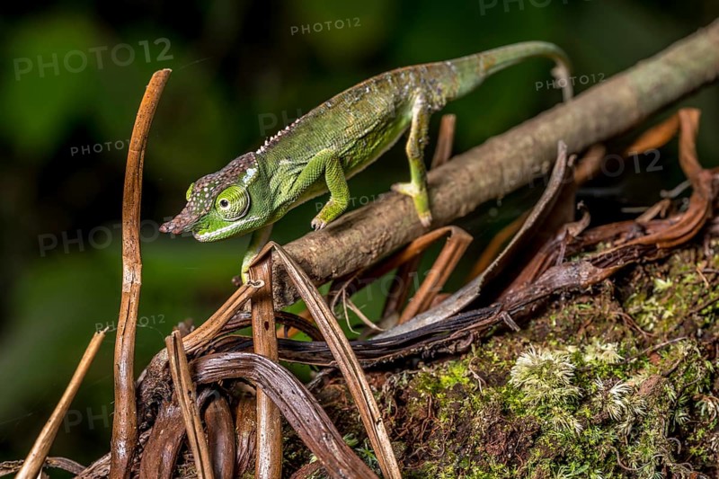 Will's two-horned chameleon