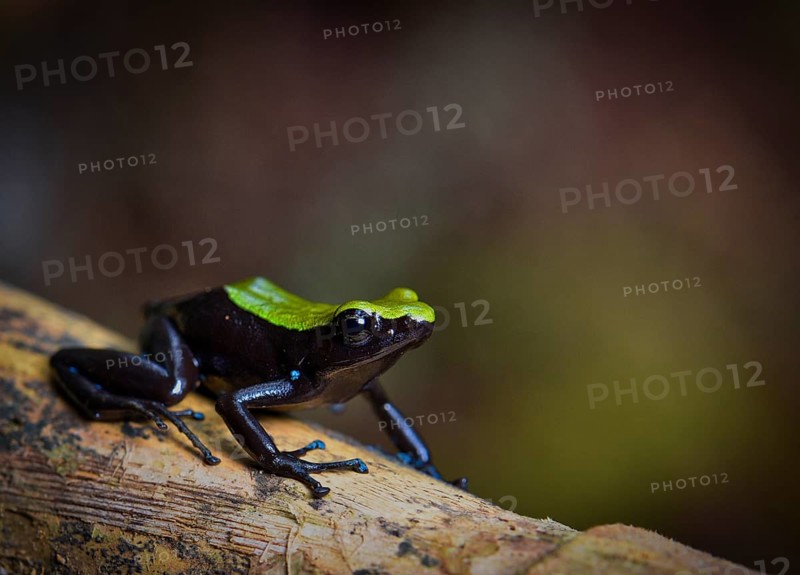 A coloured frog