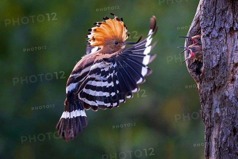 Hoopoe