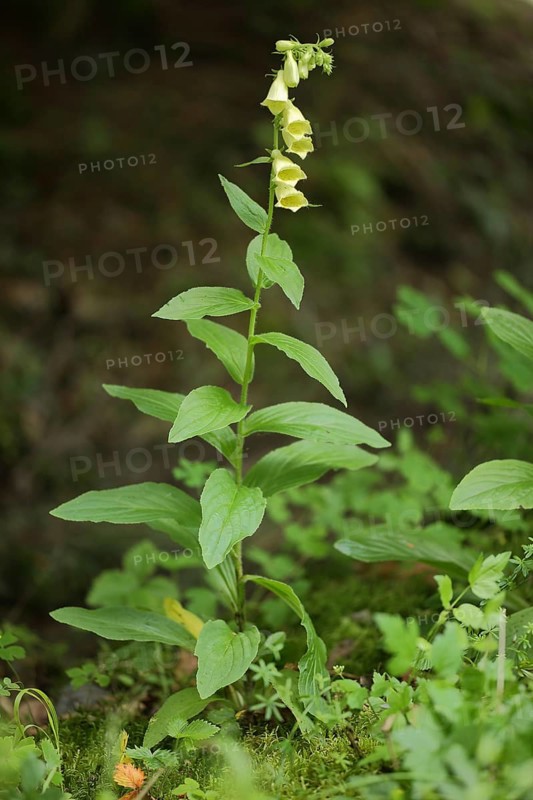 Yellow foxglove