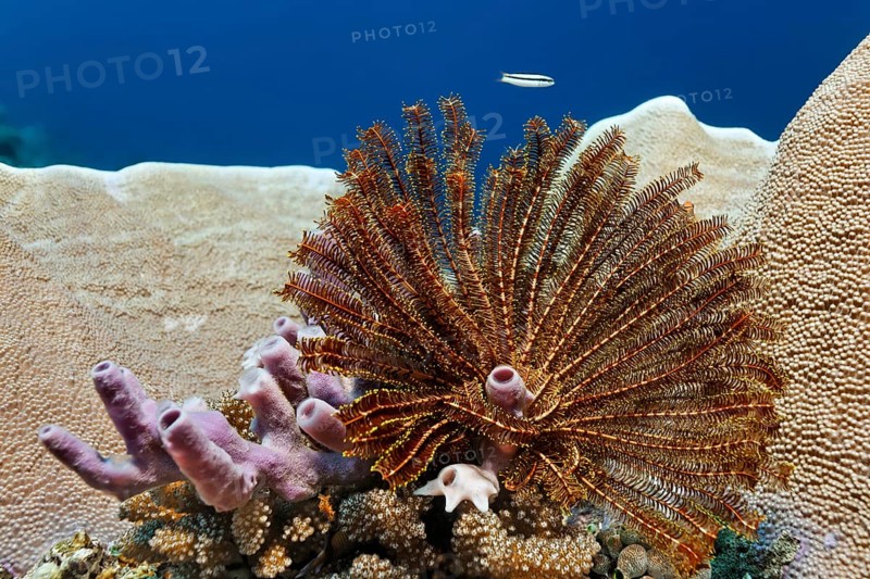 Feather star